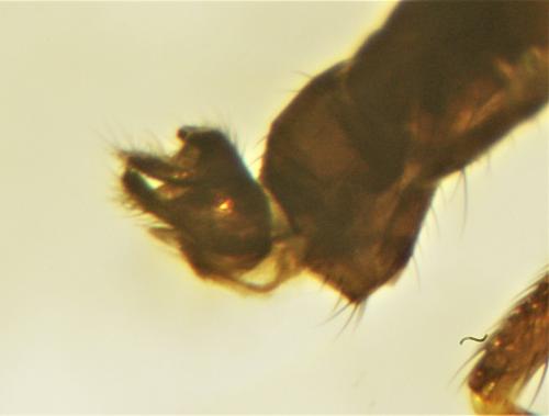 Réf. 247 205 : Rhamphomyia caliginosa